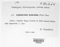 Lophodermium foliicola image